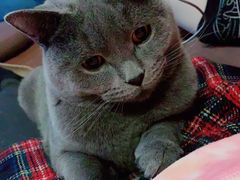 -猫猫幼稚园·撸猫·桌游·电玩