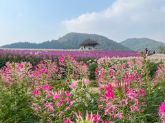 -径山花海