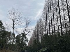-上海滨江森林公园