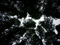 android_upload_pic-上海怡沁园度假酒店