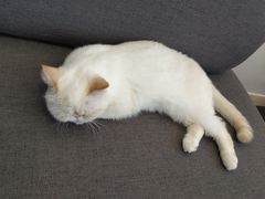 -Heymao猫咖.咖啡厅(东门店)