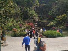 -铁山坪森林公园