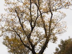 -昆山城市生态森林公园