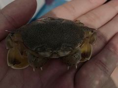 -西涌国际滨海旅游区