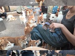 -柴犬高等学院·狗咖·柴犬售卖·宠物训练