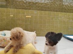 -帕帕拉兹宠物(亚洲旗舰店)