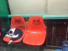 -猫咪博物馆(顶澳仔猫街店)