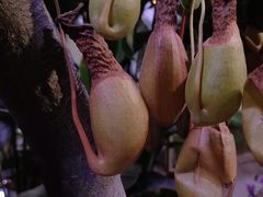 -正佳雨林生态植物园