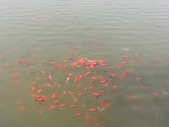 -二一九公园