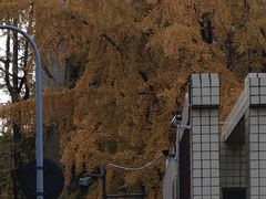 -四川大学(望江校区)