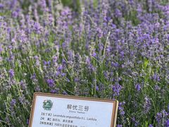 -赛里木湖风景名胜区