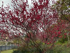 -味多美(江桥万达店)