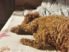 -太原东方动物医院(小店分院)