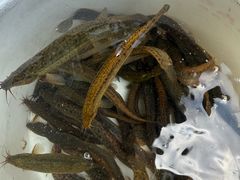 -淇河国家湿地公园