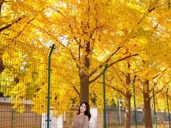 -三里屯东五街银杏大道