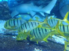 -太平洋海底世界