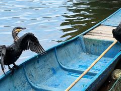 -新安江山水画廊风景区