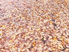 -渭河城市绿地运动公园