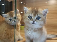 -猫十亿·布偶金渐层·曼基康矮脚猫舍(青年路店)