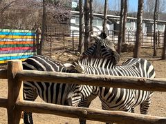 -大连森林动物园