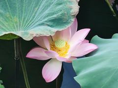 -荔湾湖公园
