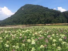 -广州市石门国家森林公园