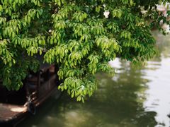 -乌镇东栅景区