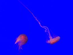 -上海海洋水族馆