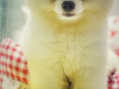 -momokira米努特·德文卷毛猫·棉花面纱犬