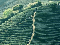 -龙坞茶村