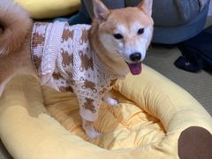 -逗柴咖啡屋·狗咖猫咖宠物桌游