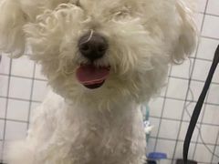 -BABIT巴比特宠物(MOMOPARK店)