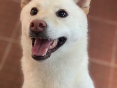 -柴犬高等学院·狗咖·柴犬售卖·宠物训练