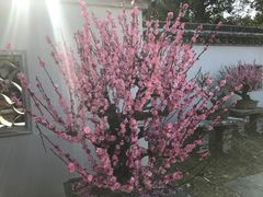 -无锡梅园公园