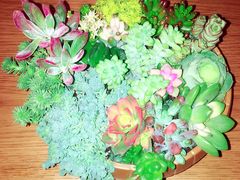 -双季花艺园艺市场(浦东店)