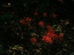 -上海佘山国家森林公园西佘山园