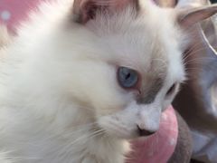 -Bastet sally猫舍购宠(静安店)