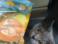 -喜茶(迪士尼小镇DP店)