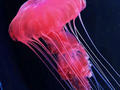 -欢乐海岸海洋奇梦馆
