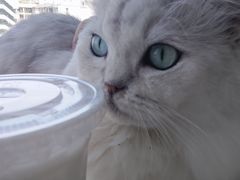 -怪兽屋·羊驼·猫咖·狗咖(俊华广场店)