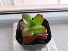 -金香匯晚茶(浑南店)