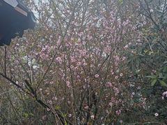 -成都蒲江花样年福朋喜来登度假酒店·宜客乐西餐厅