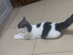-lincat·猫舍(广州店)