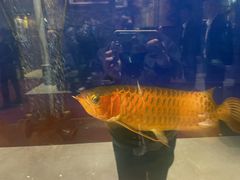 -老江南春·中国龙菜(衡山路店)