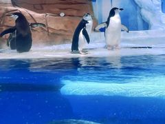 -海合安成都极地海洋公园