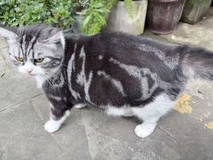 -安仁古镇