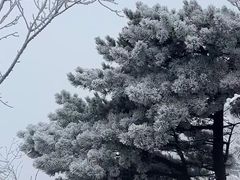 -鲁山国家森林公园