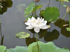 -荷塘月色湿地公园·向阳花洲