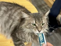 -楼上猫咖(罗湖店)