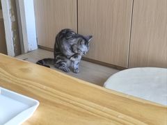 -鼓捣猫呢主题猫咖店